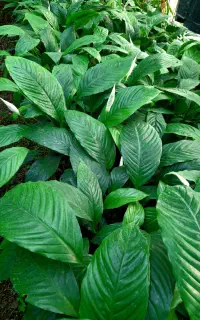 گل و گیاه آپارتمانی اسپانی سطل ۷