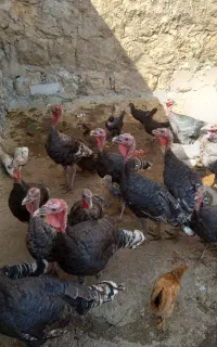۲۰ عدد بوقلمون نرو ماده