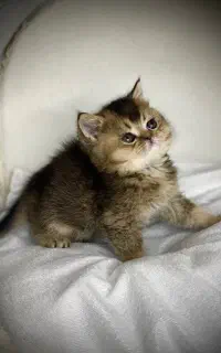 اسکاتیش بلو پوینت