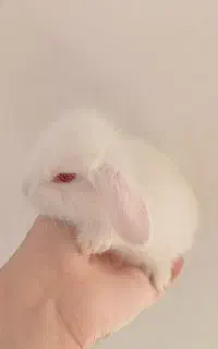 بچه خرگوش لوپ