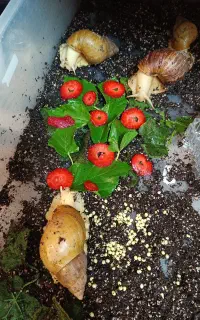 حلزون آلبینو