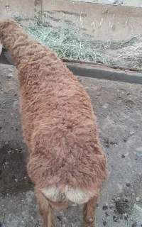 بره نر
