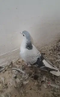 پرنده  ساده سبز روشن