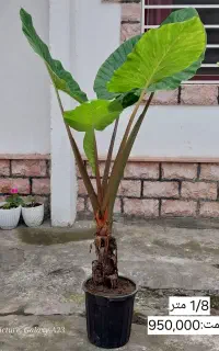 بابا آدم تنه قرمز گلدونی