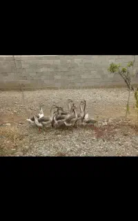 ۶ عدد قوغاز اصل