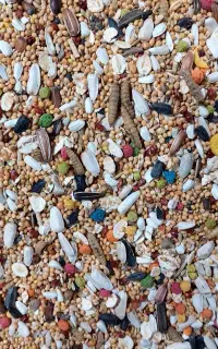 خوراک پرنده عمده و خرد