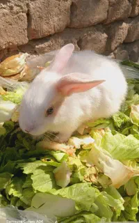 بچه خرگوش