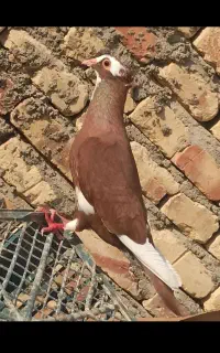 کفتر کبوتر گمشده