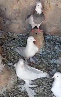 طوقی ماده