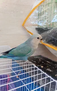 کوتوله فول دستی