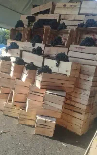 کارگربرای جابجایی جعبه انگوردر تره بار مرکزی تهران