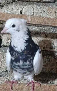کبوترطوقی