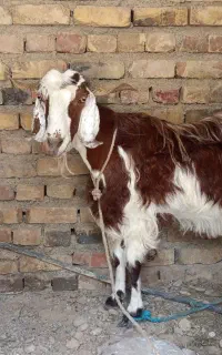 بز آبستن و گتاچ