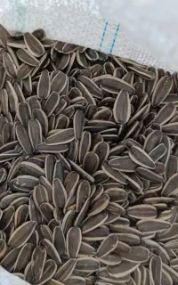 تخمه آفتابگردان آجیلی s400 تازه برداشت شده