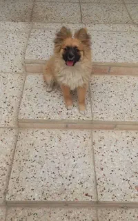 ماده