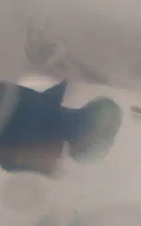 ماهی فایتر