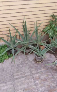گلدان طبیعی