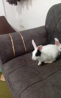 خرگوش باهوش