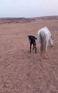 مادیان با کره اسب ۵ روزه