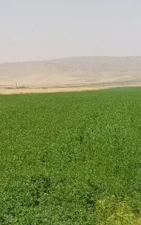یونجه گوسفندی