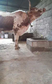 شاه گاو سرشاخی