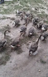 قو غاز اوکراینی بالغ