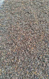 کشمش بی دانه آفتابی در رشت