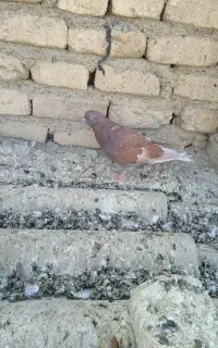 کبوتر فروشی