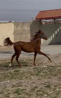 تعدادی مادیان سواری