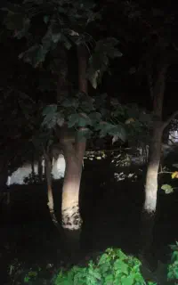 قطع درخت