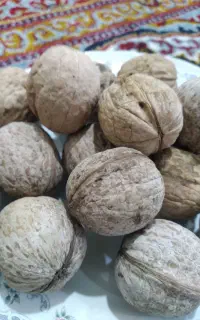 گردو