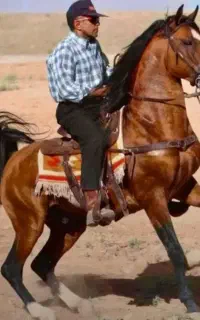 اسب نریان درجه یک