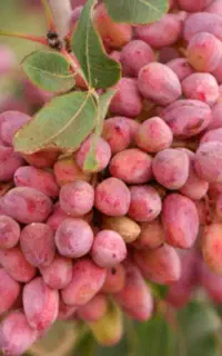 کود برای پسته