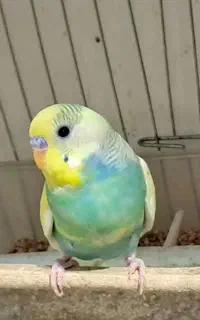 جفت مرغ عشق با جوجه زیرش