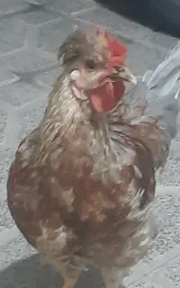 خروس