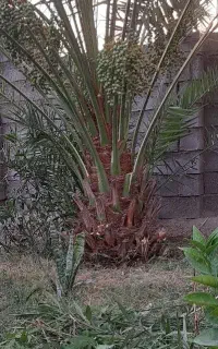 انداختن درخت مزاحم