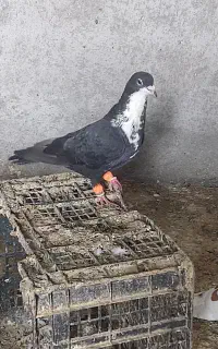 کفتر کبوتر