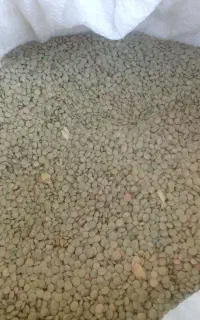 نژی/عدس امسال