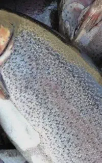 ماهی قزل آلا عمده