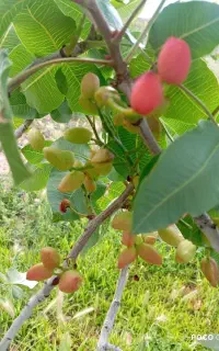 فروش پیوندک پسته ارقام اکبری و احمد آقای