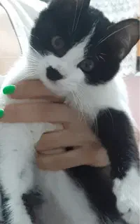 واگذاری رایگان گربه نر ۳ ماهه (تاکسیدو)