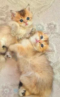 گربه بریتیش گلد