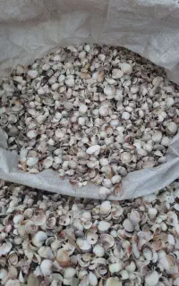 صدف تازه دریای کاسپین