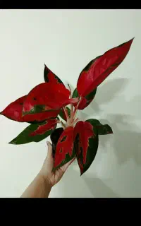 تعویض خاک گلدان در منزل شما