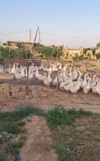 مولد قو غاز
