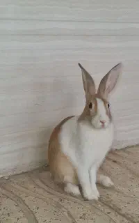 خرگوش