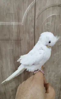عروس هلندی