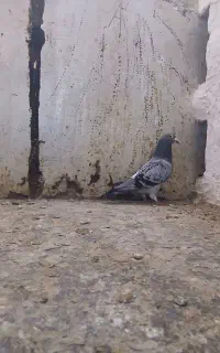 دوبر