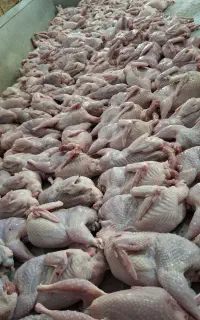 فروش بلدرچین زنده و کشتار روز