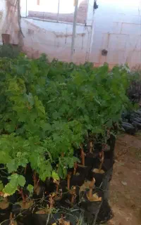 نهال انگور